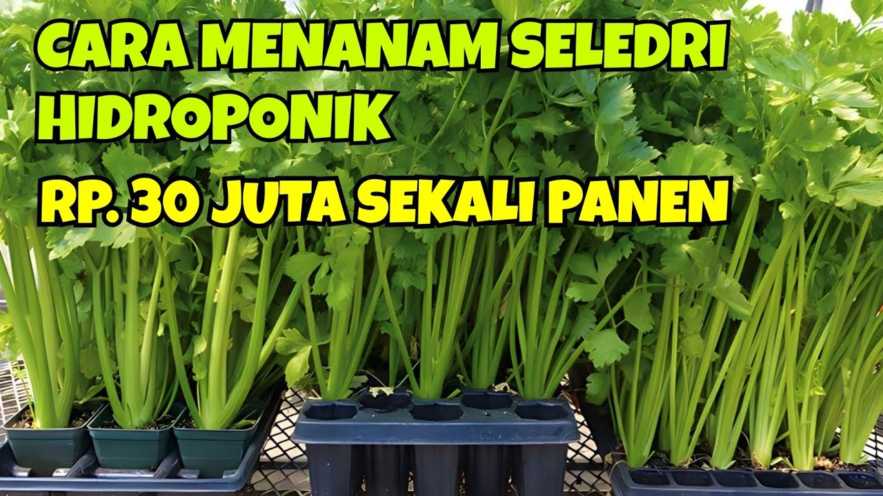 CARA MENANAM SELEDRI HIDROPONIK || KEREN! PETANI SELEDRI RAUP RP30 JUTA SEKALI PANEN