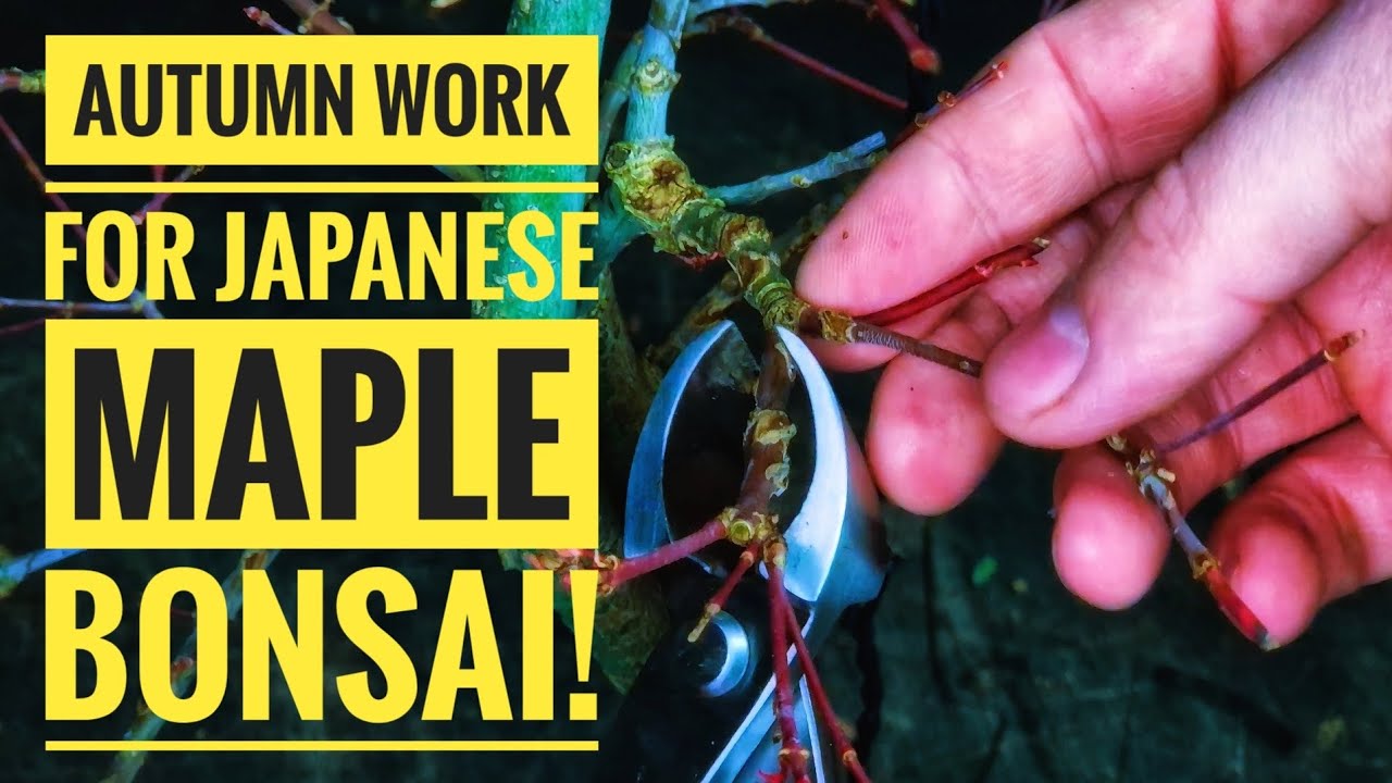 JAPANESE MAPLE BONSAI : AUTUMN 🍂 WORK AND MAINTENANCE