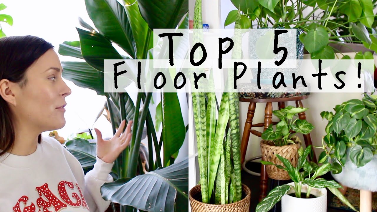 Top 5 Floor Plants! | My Favorite Large HousePlants to Keep Low!