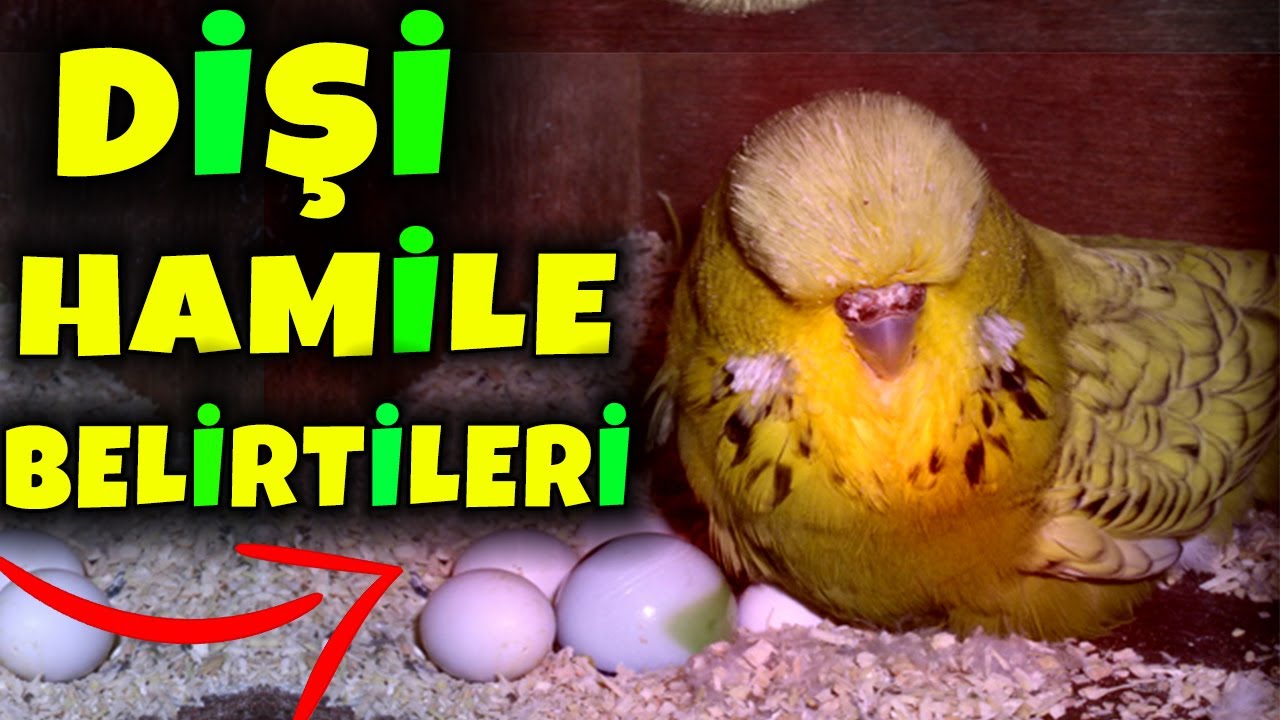 DİŞİ MUHABBET KUŞU YUMURTLAMA BELİRTİLERİ ? DİŞİ KUŞUMDA YUMURTA VARMI ? YENİ ÜRÜNLER !