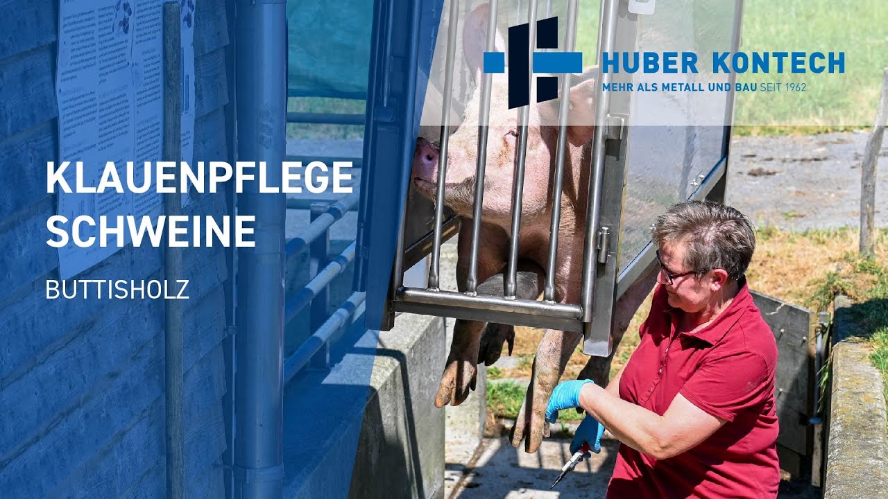 Klauenpflege Schweine