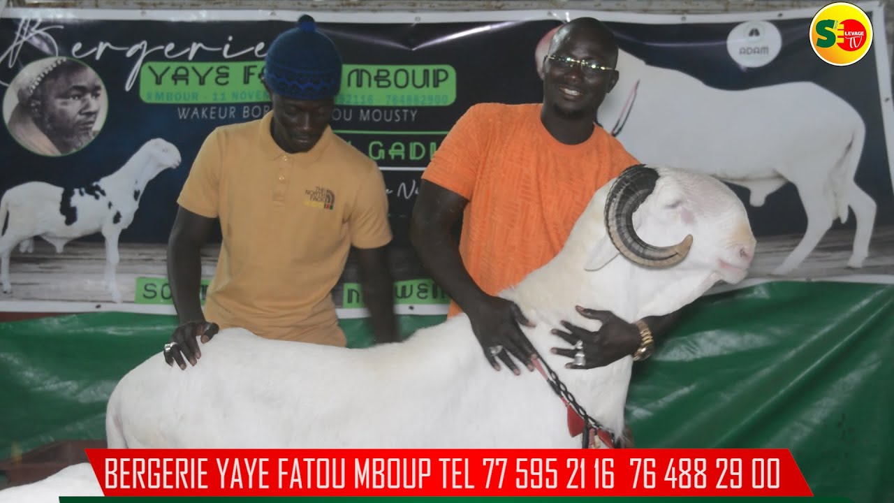 ADAM: FOIRE SECTORIELLE DE L'ELEVAGE ZONE DE DAKAR : BERGERIE YAYE FATOU MBOUP