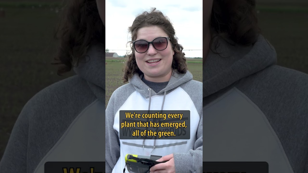 Seed Corn Testing: Emergence Evaluation #agriculture #corn #farming