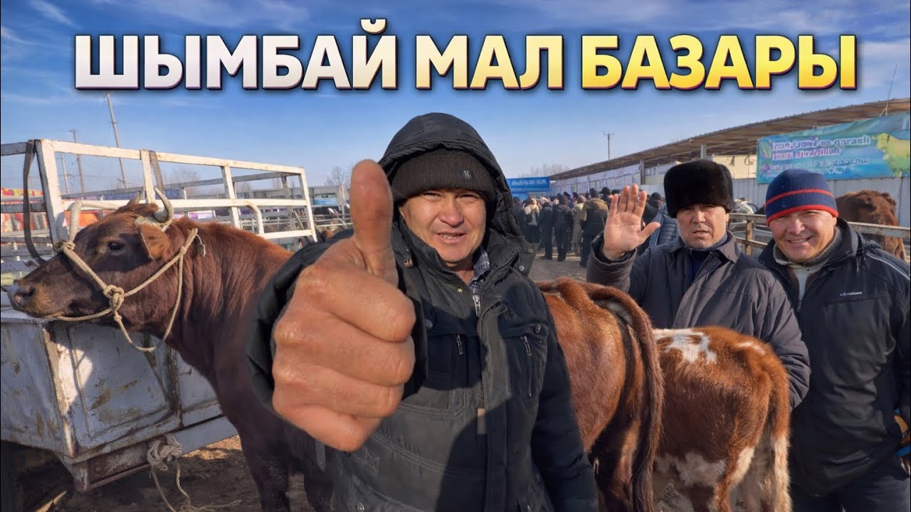 ДЫҚҚАТ! ХАБАР😱25-ЯНВАР 2026 ШЫМБАЙ МАЛ БАЗАРЫ БАХАЛАРЫ