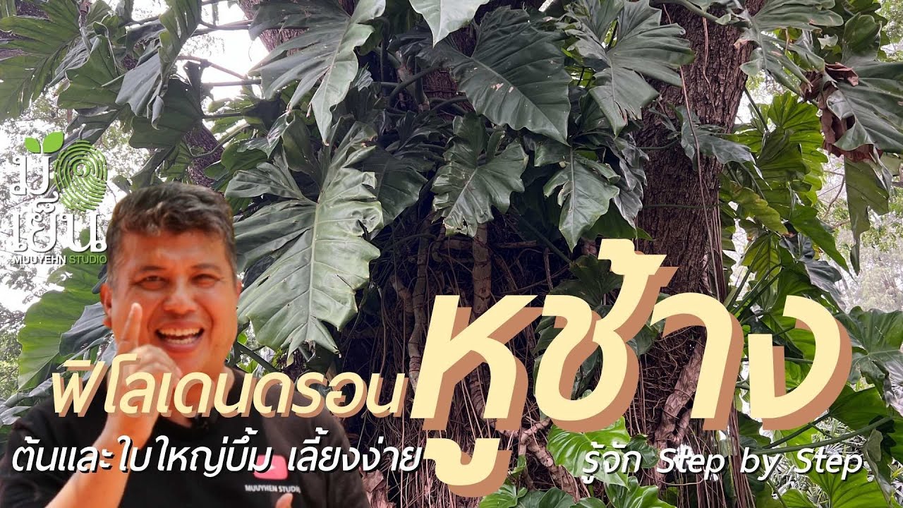 ฟิโลเดนดรอนหูช้าง ต้นและใบใหญ่บึ้ม เลี้ยงง่าย Philodendron giganteum