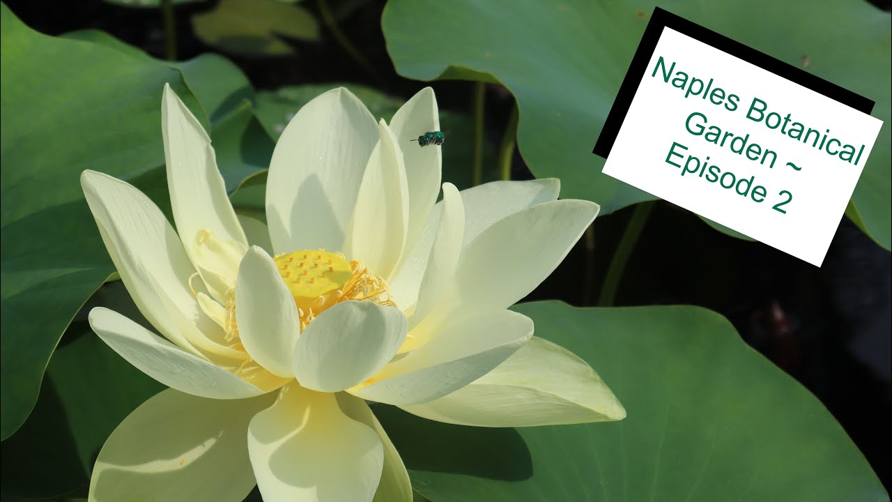 Naples Botanical Garden Episode 2 || Garden Walks with Jack