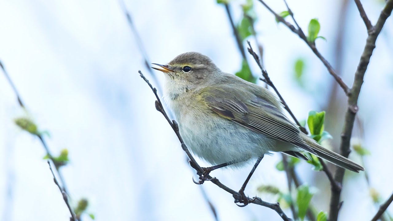 Bird sounds. Singing and chirping birds.