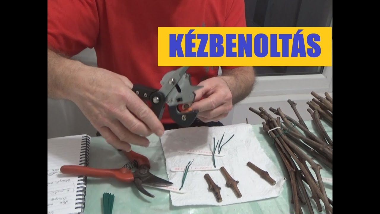 A szőlő kézbenoltása háromféle alanyra – oltóollóval és angolnyelves párosítással