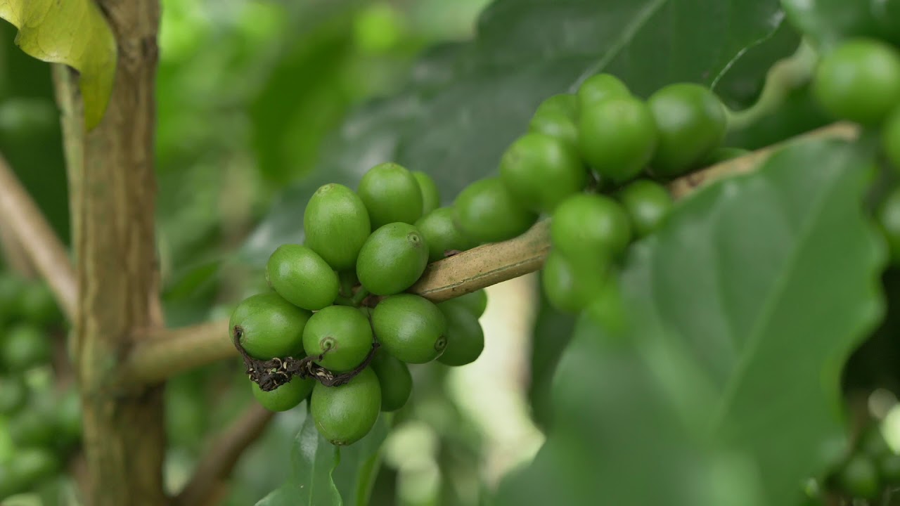 YaraTips - La acidez de suelo en la Producción de Café