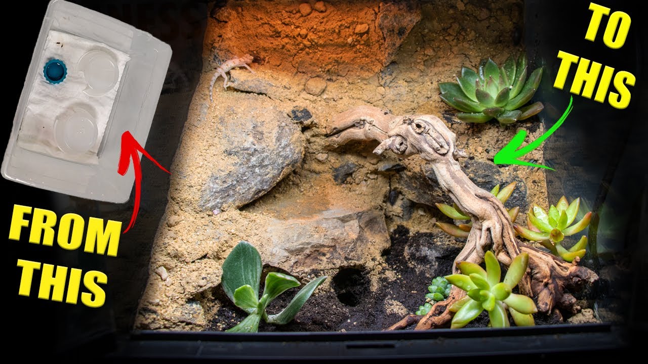 How to setup an EPIC naturalistic BIOACTIVE GECKO tank!!