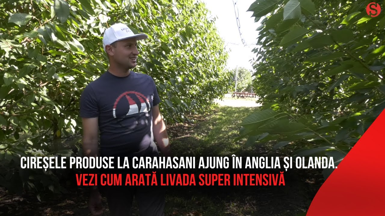 Cireșele produse la Carahasani ajung în Anglia și Olanda. Vezi cum arată livada super intensivă
