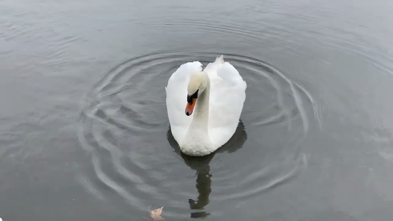 PRESENTING FOR ONE NIGHT ONLY SWAN IN THE LAKE