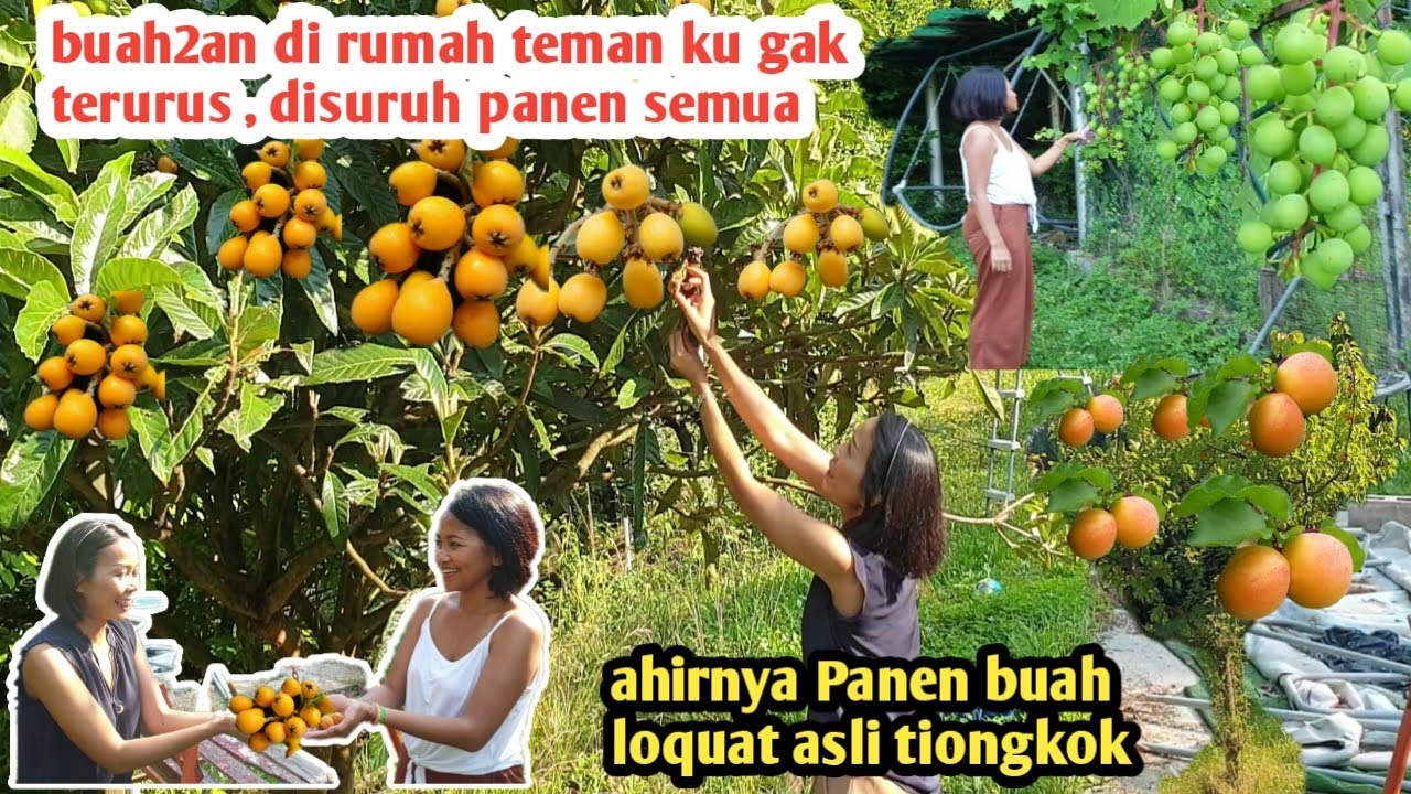 PANEN BUAH LANGKA ASLI CHINA DAN BUAH2AN LAIN NYA DI RUMAH TEMAN KU