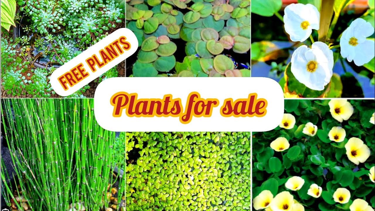 Water plants for sale/with free plants 🤩🤩