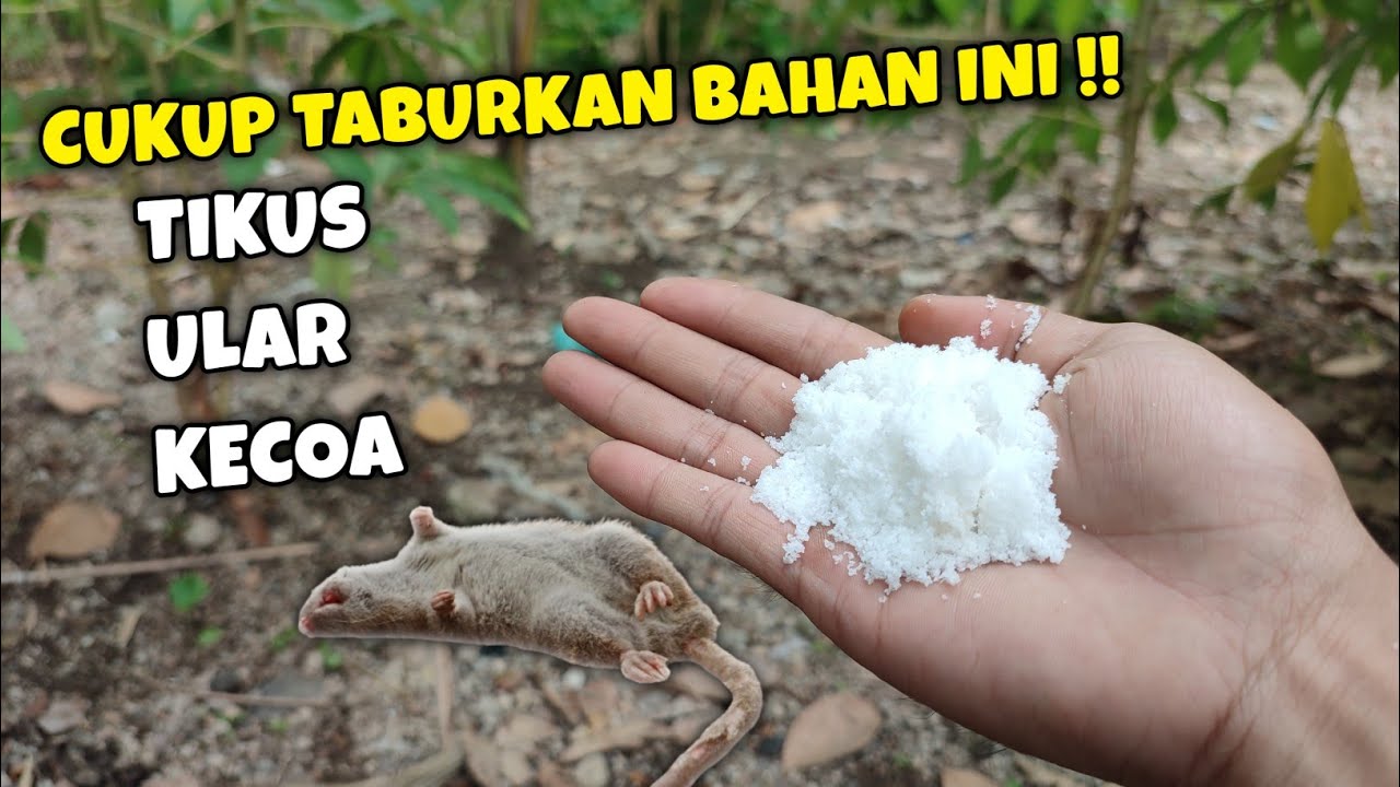 Cukup pake SERBUK ini, TIKUS LANGSUNG PERGI SELAMANYA !!