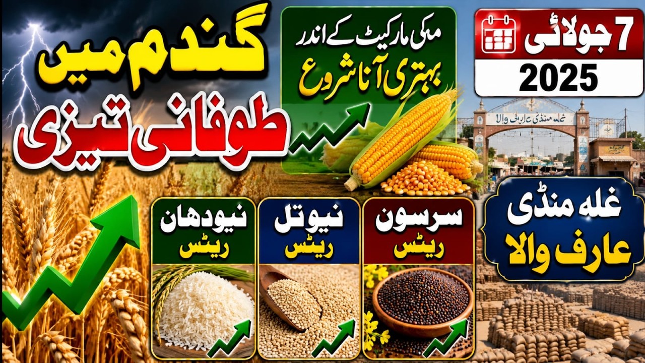 Gundan Makki Rates Today 2026 || New Kapas Dhan Rates Today || Makki Ka Rate Today