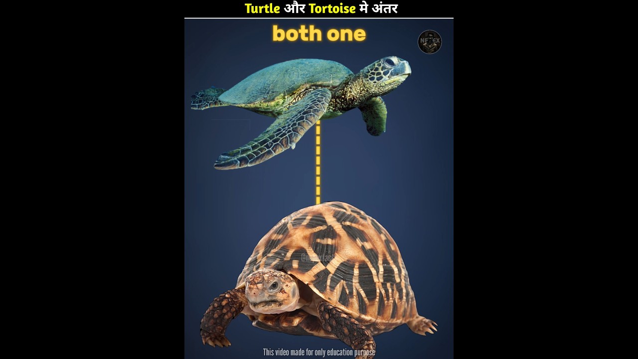 Difference between Turtle and Tortoise 🧐 #short #shorts