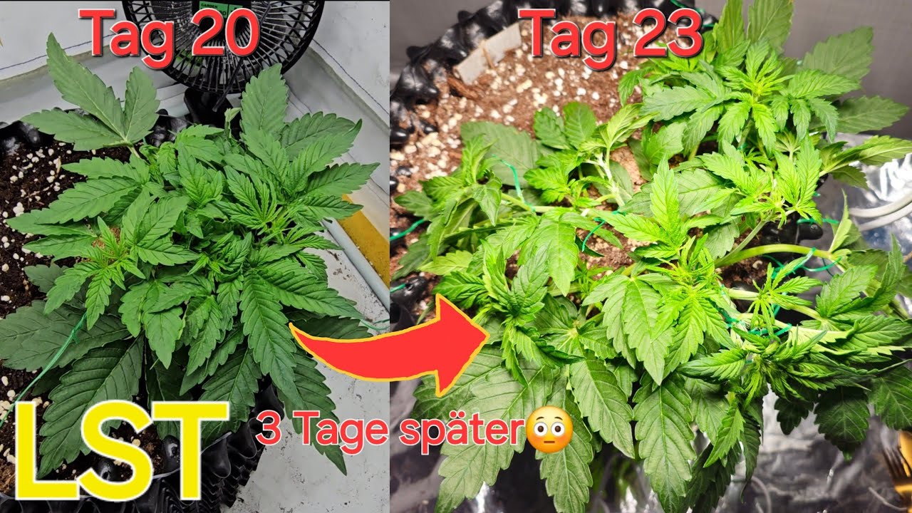 Low Stress Training f&uuml;r Anf&auml;nger bei Automatics/Autoflower - Cannabis runterbinden mit Pflanzendraht