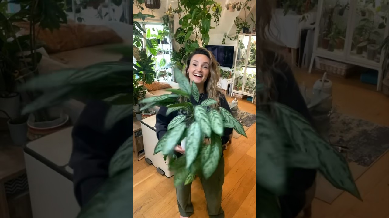 Easy, low-light plants PART 2 🌿 