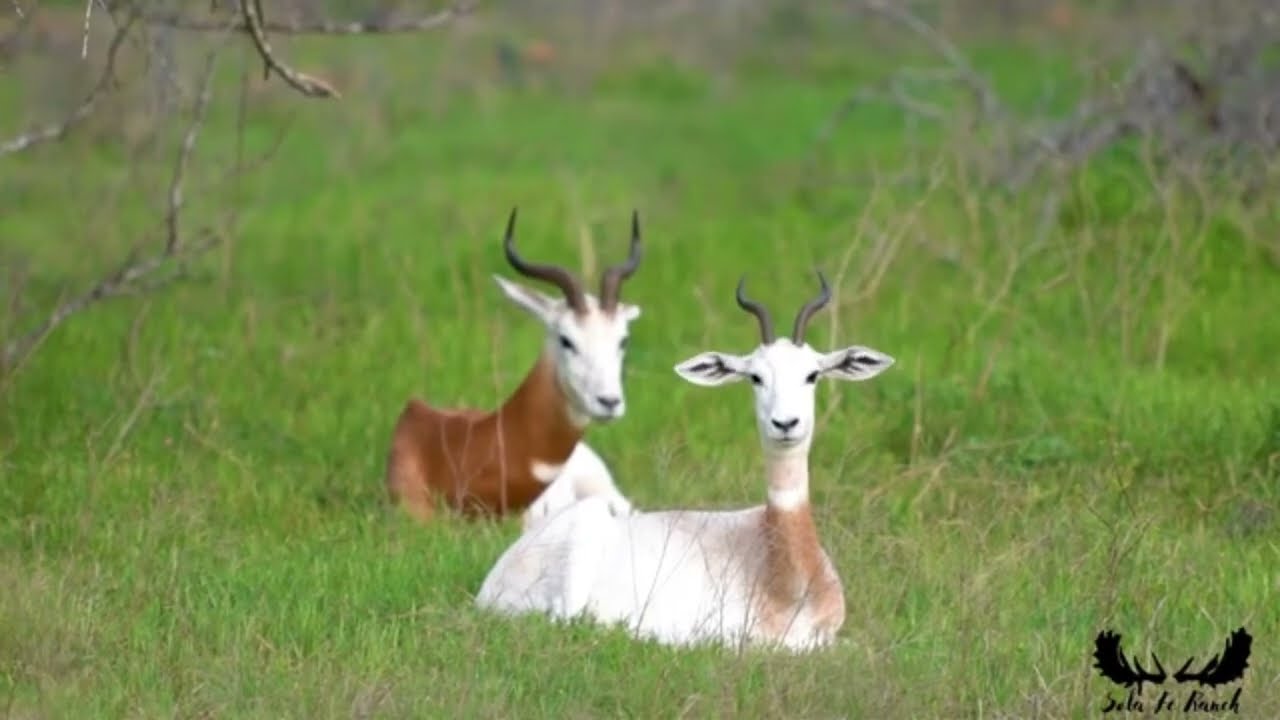 Dama Gazelle: Wildlife Conservation, Habitat Management, and Safari Photography in Texas