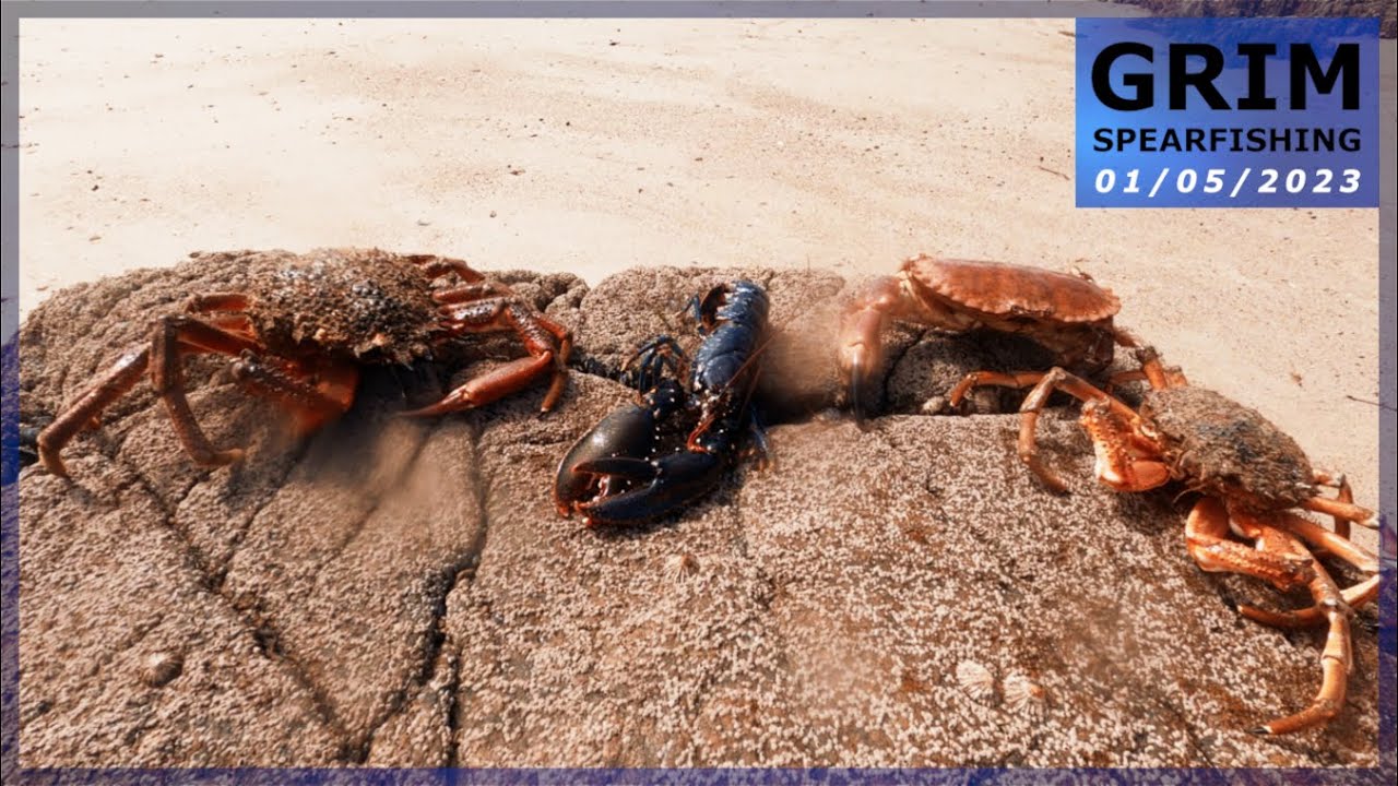 Chasse sous-marine (Côtes d'Armor 22) - Encore du tourteau !
