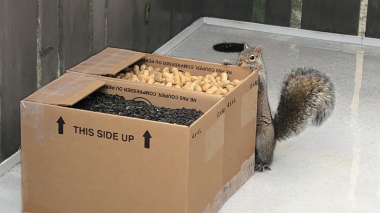 Surprising Squirrels with a CHOICE