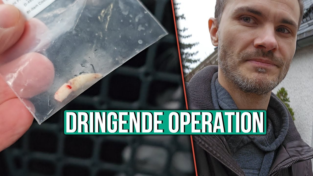 Charlie wird ein Zahn gezogen