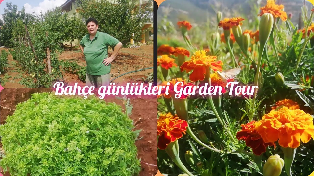DENİZLİ TAVAS ULUKENT KÖYÜ BAHÇE GÜNLÜKLERI GARDEN TOUR 🌿🍅🌿🥒🌿🍏🌿🍆