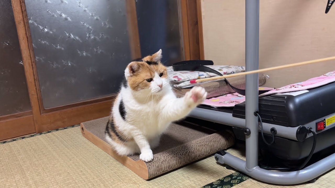 【三毛猫】事務的に遊びをこなすミケ（2026年4月7日）