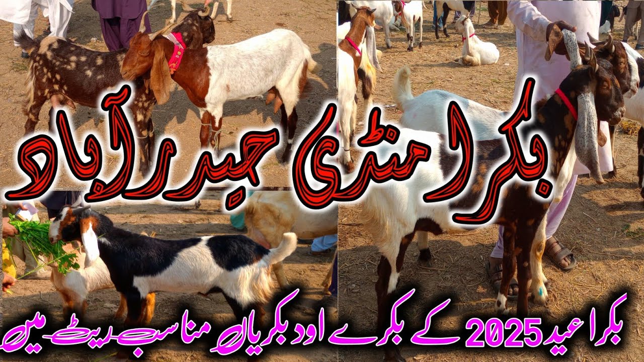 Bakra Mandi Hyderabad bypass|| January 15, 2025
