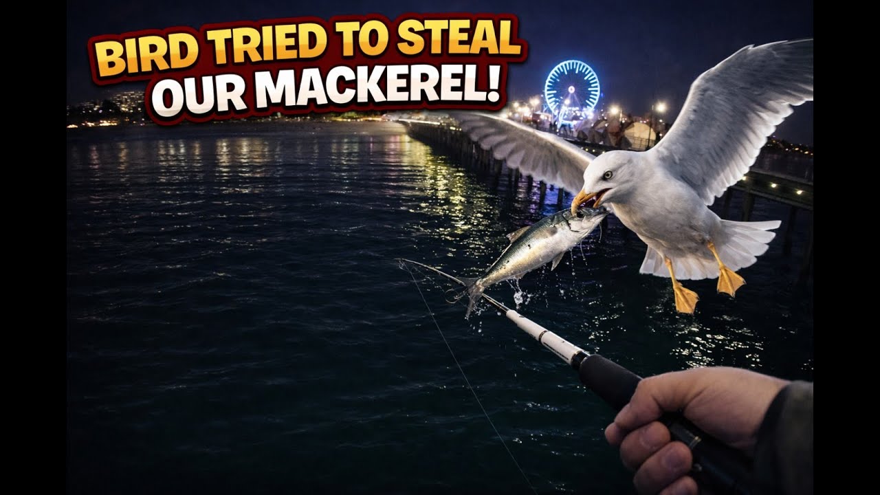 Santa Monica Pier Fishing - Bird Tries to Steal Our Bait
