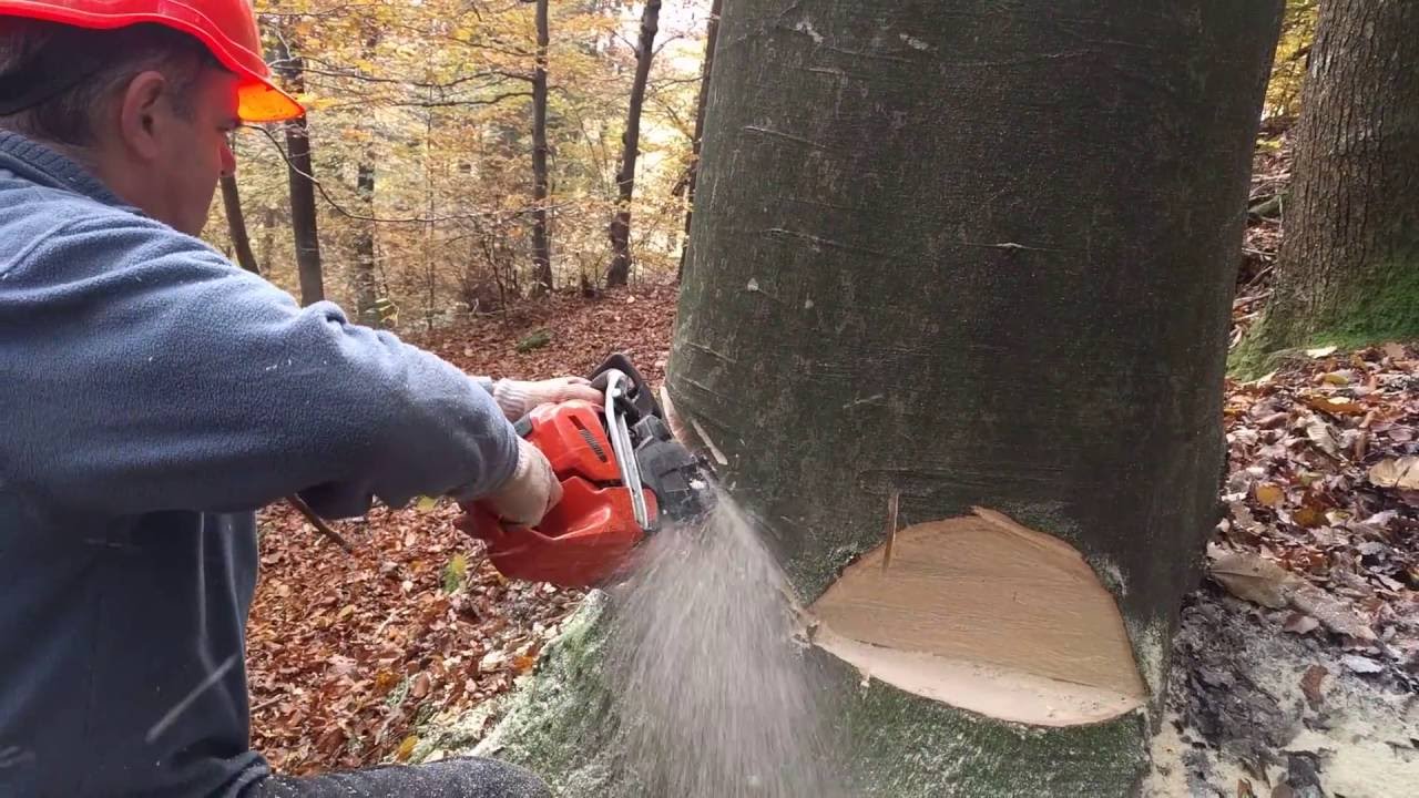 Podiranje dreves