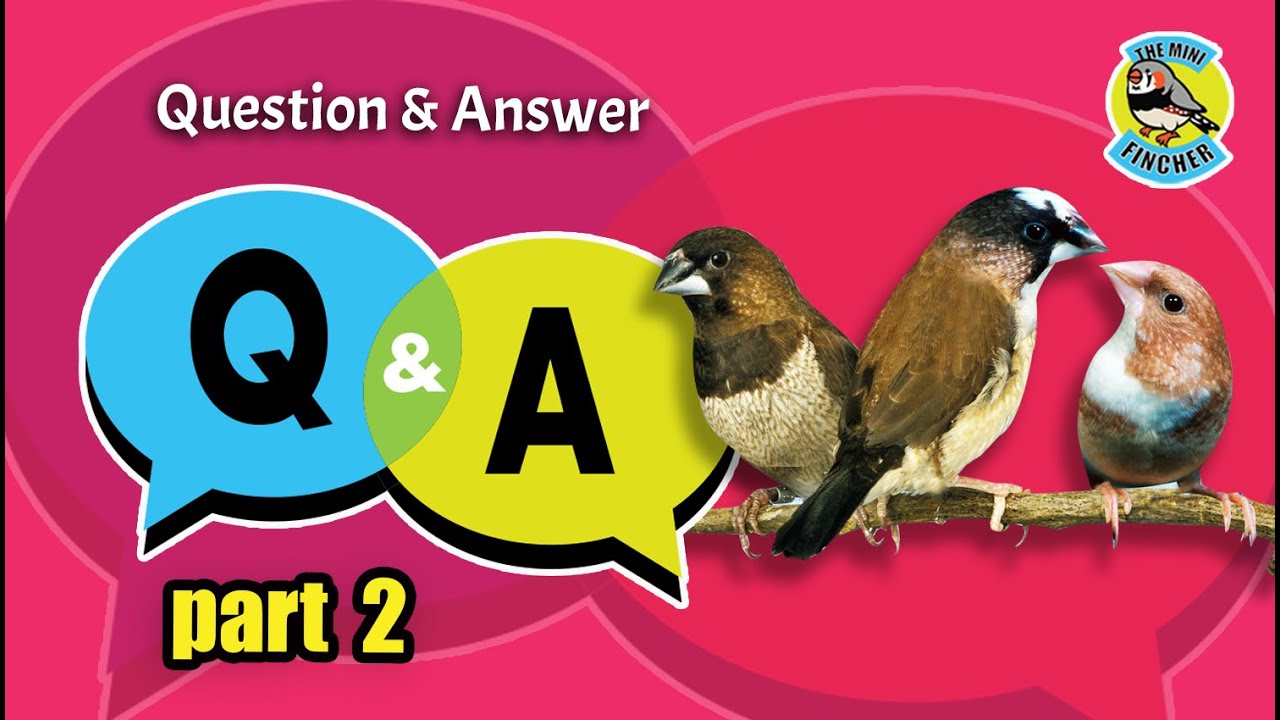 Ep.37: Q&A Part 2 - Society finches
