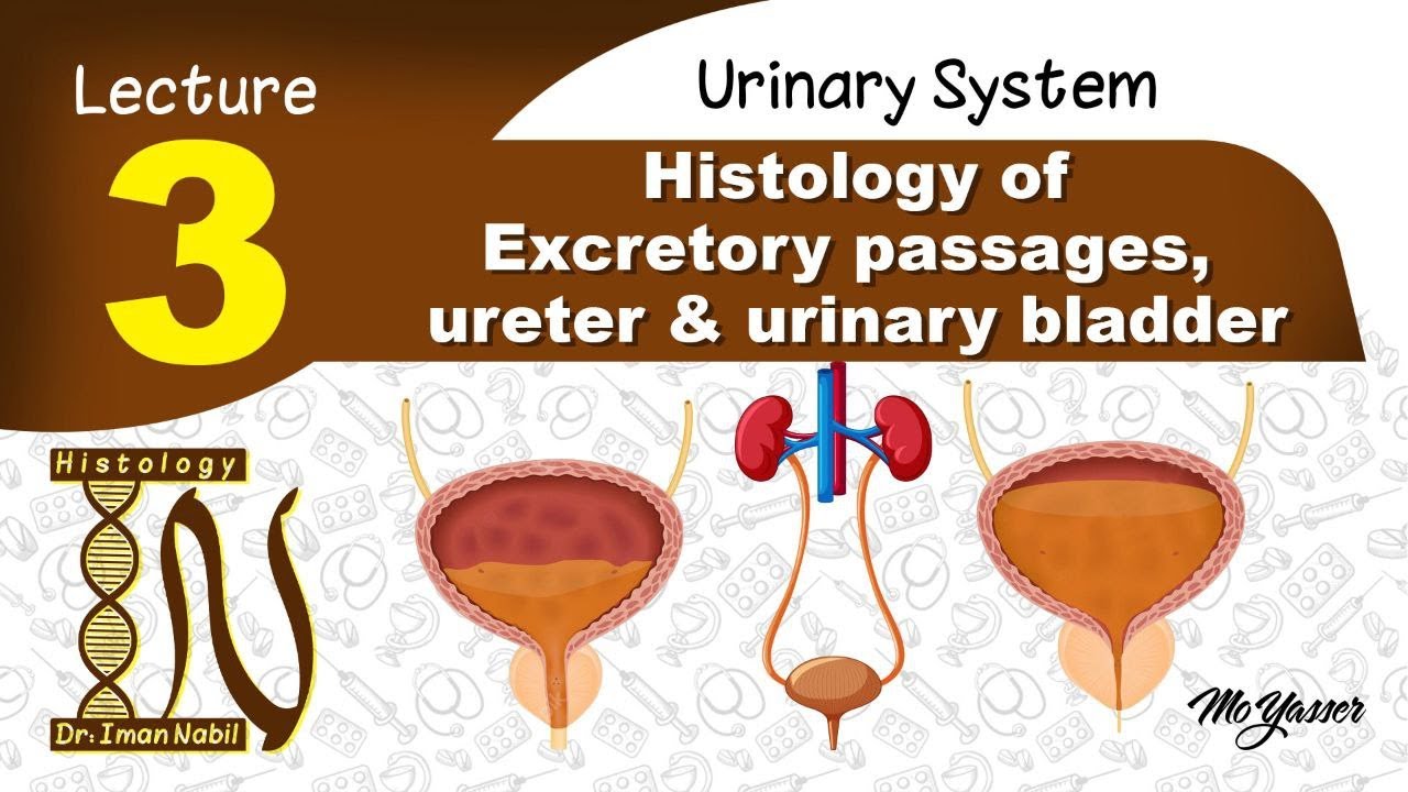 3a-Excretory passages- ureter and urinary bladder-Histology of Urinary system