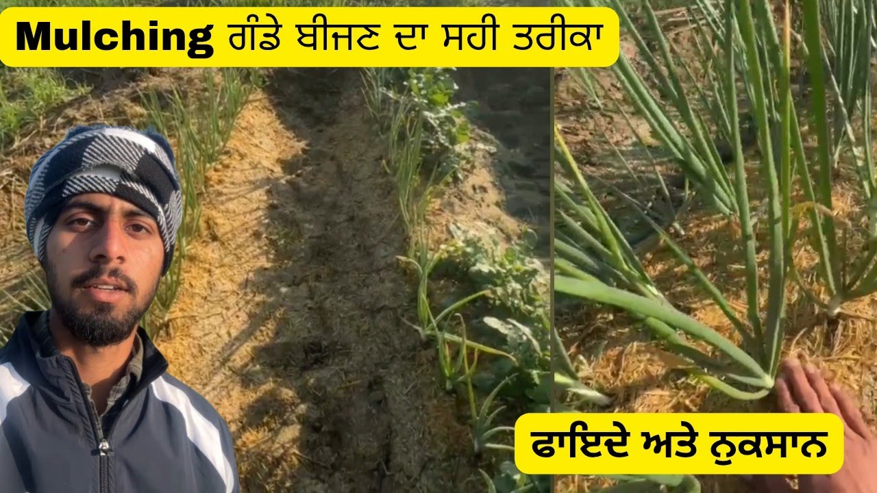 Mulching ਪੂਰੀ ਜਾਣਕਾਰੀ || Mulching ਦਾ ਸਹੀ ਤਰੀਕਾ || mulching in onions