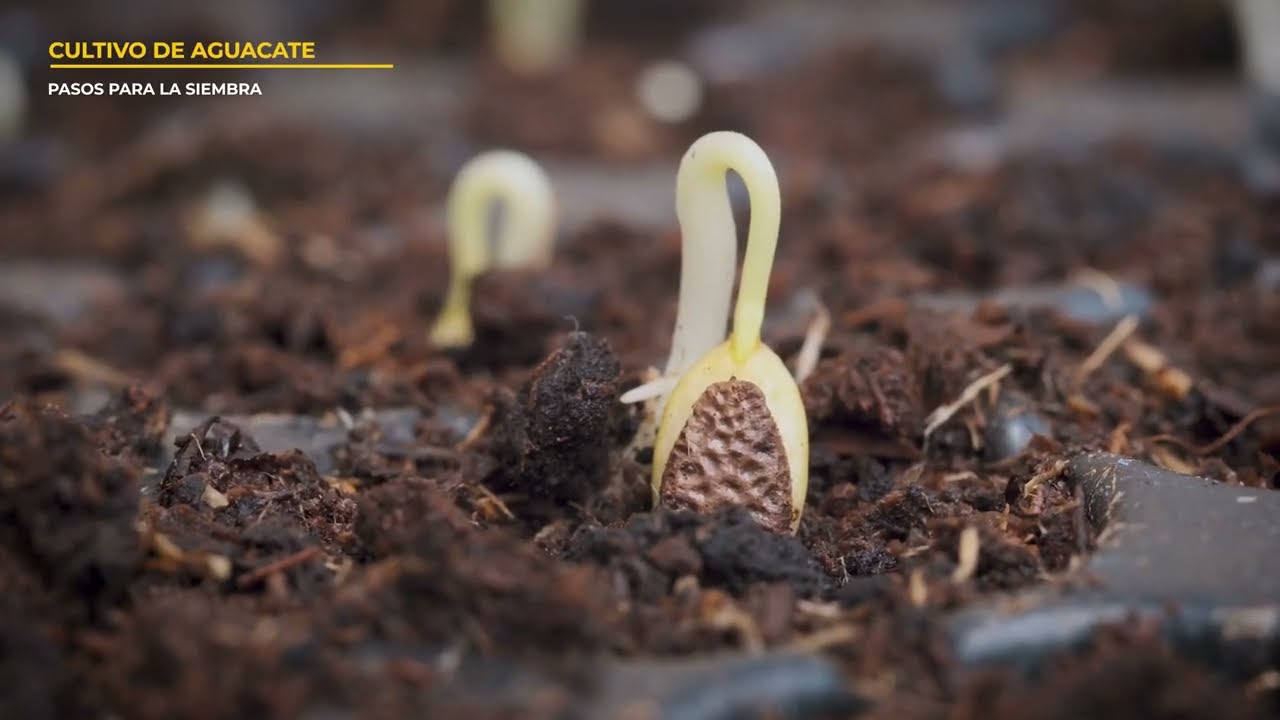 FIEDS   01 AGUACATE   PROPAGACIÓN