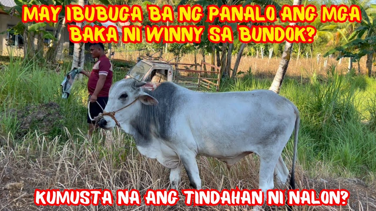 MAY IBUBUGA BA NG PANALO ANG MGA BAKA NI WINNY SA BUNDOK? | PART 1 | SOLLE'S GANDANG BUHAY