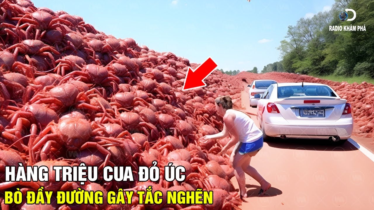 Tại Sao Ở ÚC Hàng Triệu Con Cua Đỏ Bò Trên Đường Mà Người Dân Không Ăn Chúng