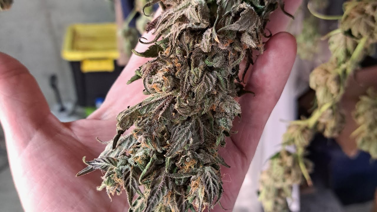 We're growing Cannabis in Missouri.  Spotlight on Greenpoint Seeds.