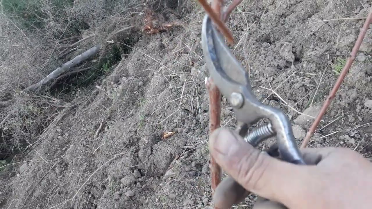 تعلم فن و اسرار تقليم اشجار الكرز  او حب الملوك مع الشرح المبسط/الجزء الثاني