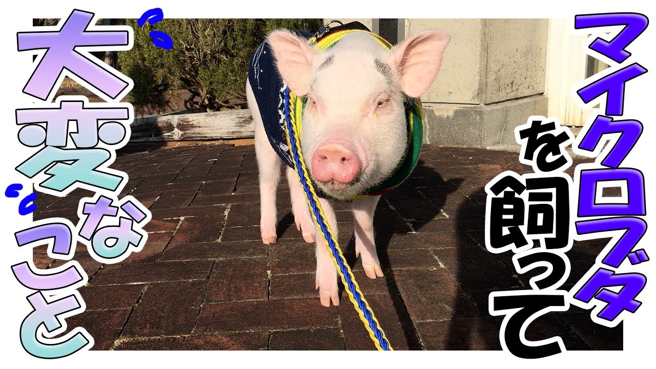 #44【後編】どんぐりが食べたくてその場を動かないマイクロブタ