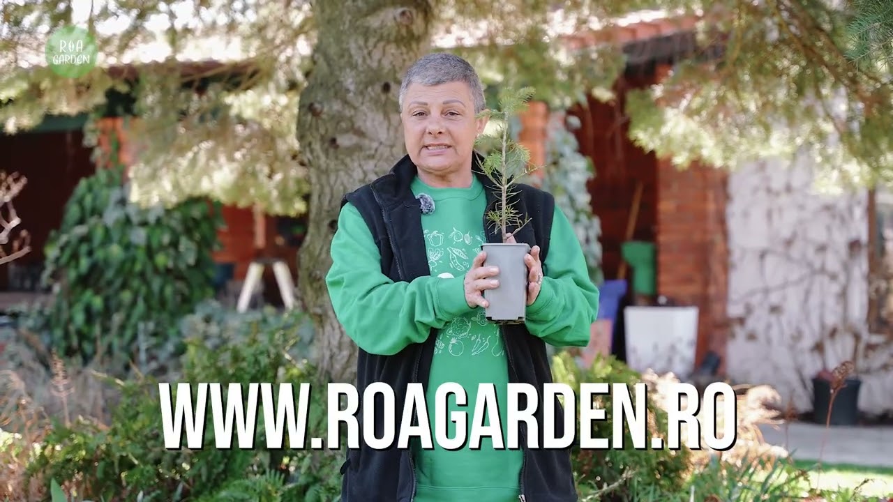 🌲 Bradul concolor (Abies concolor) &ndash; Caracteristici și utilizări &icirc;n peisagistică