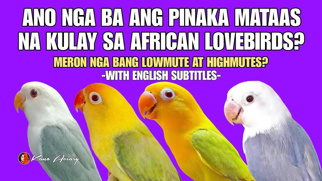 What is the highest color in African Lovebirds? | KANO AVIARY