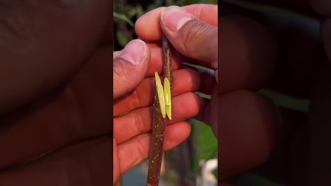 Greffe à Deux Mains : Une Technique Solide et Efficace pour Vos Arbres Fruitiers