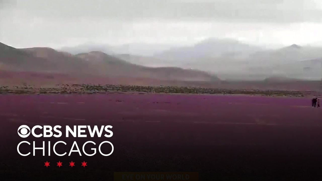 Chile's Atacama Desert blooms in middle of winter