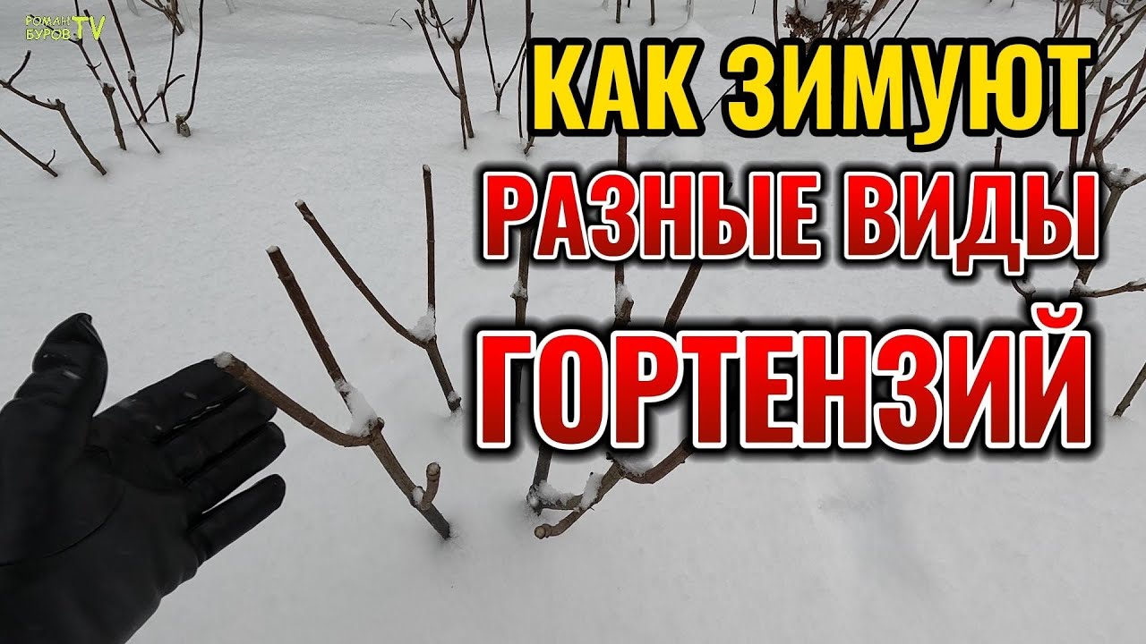 Разные виды гортензии зимуют по разному