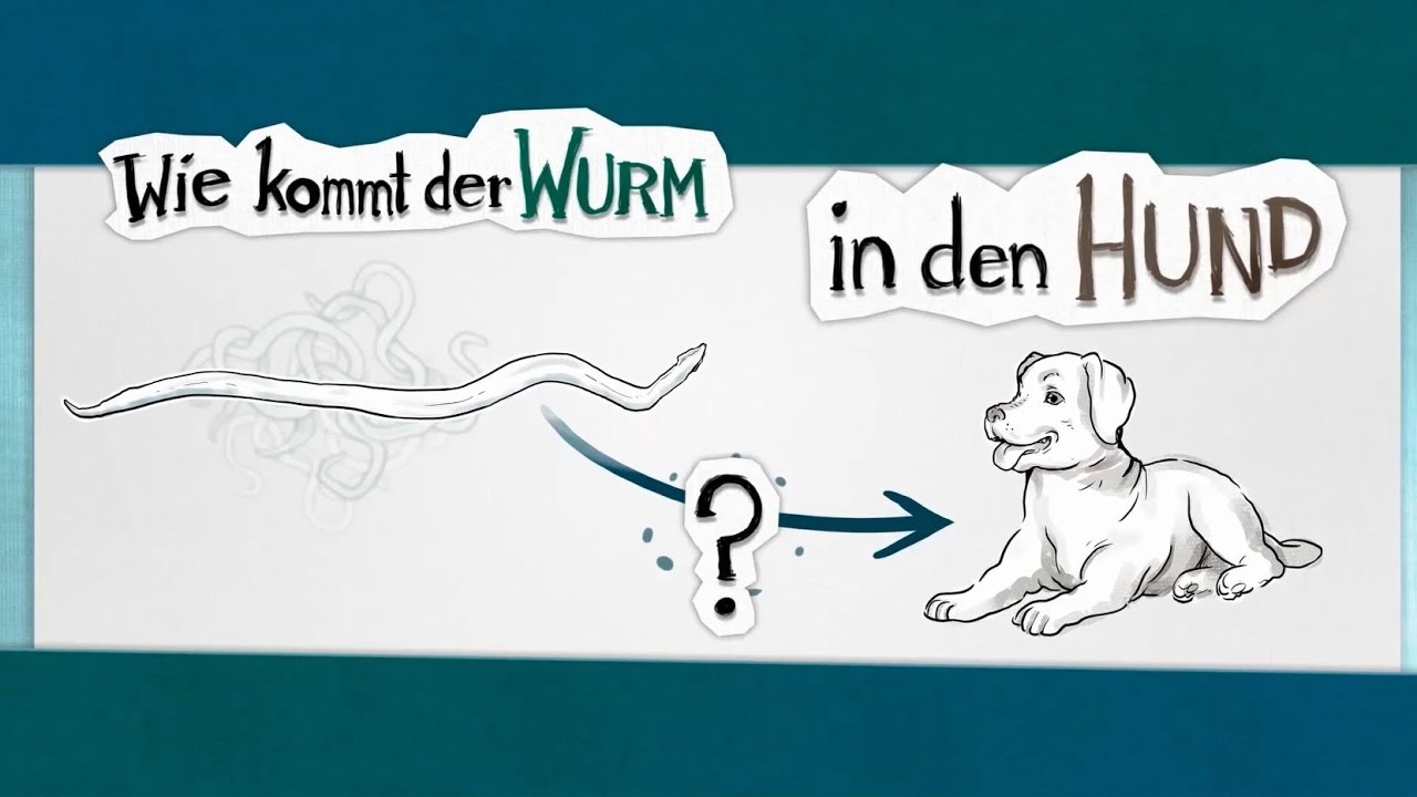 Wie kommt der Wurm in den Hund? – ein Erklärvideo