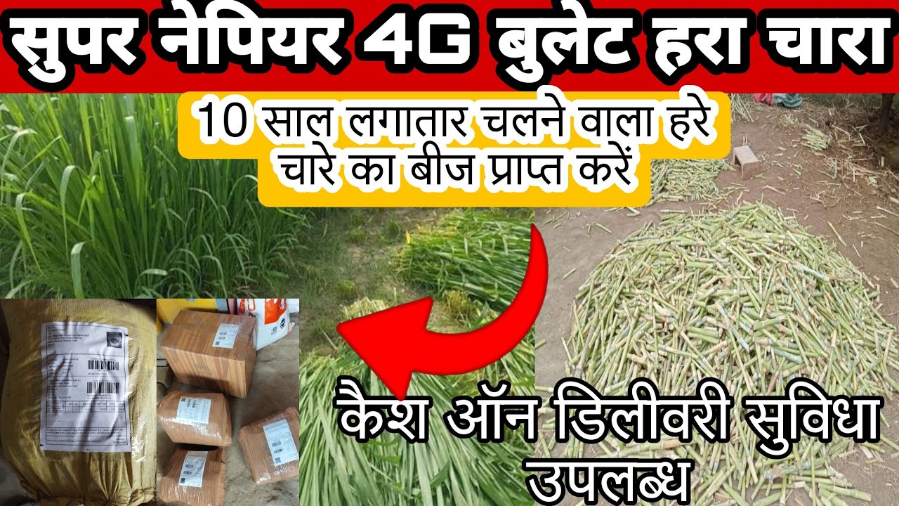सुपर नेपियर घास का बीज कहां से खरीदें || Super Napier seed | Smart supernapier | #ghass#harachara