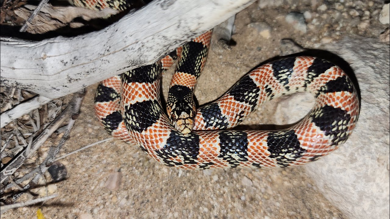 Long-nosed Snake (Rhinocheilus lecontei)
