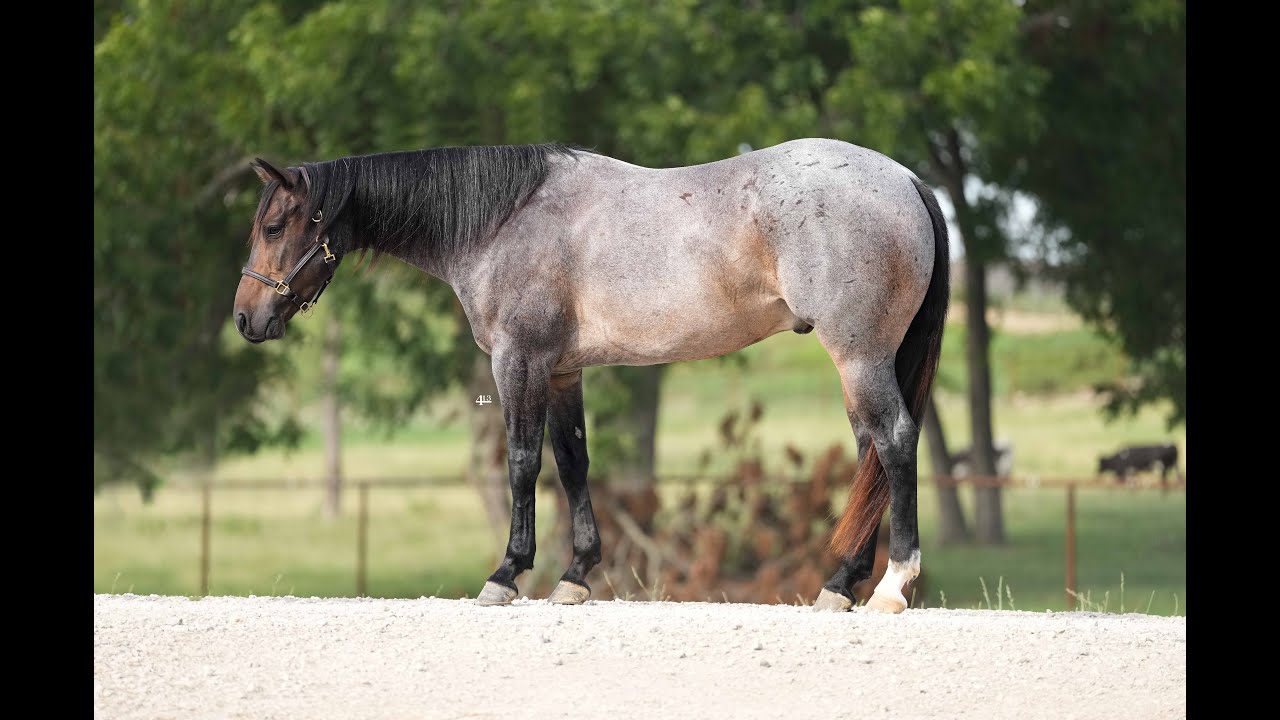 CBS DUN IT DIRTY - Lot 22 - Clovis Horse Sales